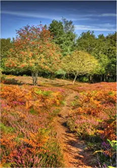 Images Dated 5th September 2012: Arne forest Dorset England