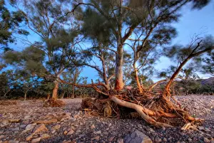 Julie Fletcher Prints: Aroona valley leigh creek