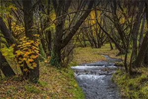 Arrowtown Prints: Arrowtown Autumn