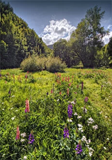 Images Dated 21st January 2014: Arrowtown water-meadows with summer blooms, South Island of New Zealand
