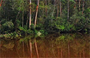 Images Dated 29th September 2009: Arthur River reflections, West coast of Tasmania