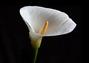 Arum Lily