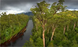 Arve river forest, Southern Tasmania