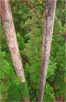 Images Dated 7th January 2013: Arve river forest, Southern Tasmania
