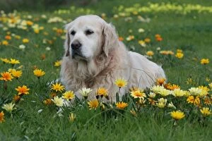 Dogs Collection: Asha surrounded by yellow and orange