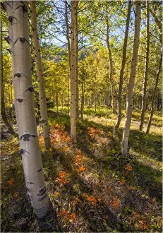 Ashcroft, Colorado, south western United States of America