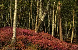 Deciduous Tree Prints: Aspens and heath in Dorset England