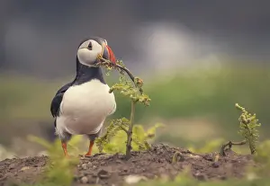 Atlantic Puffin (Fratercula arctica) holding a branch to build a nest on Skomer Island in Wales