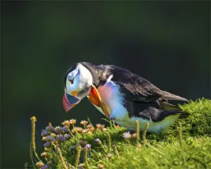 Sea Bird Prints: Atlantic Puffin (Fratercula arctica) Shetland Islands, Scotland, United Kingdom