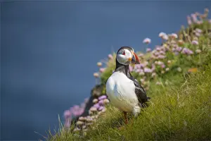 Sea Bird Prints: Atlantic Puffin (Fratercula arctica) Shetland Islands, Scotland, United Kingdom