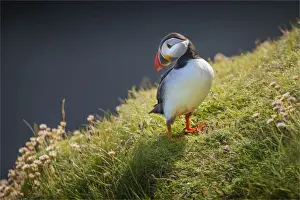 Sea Bird Prints: Atlantic Puffin (Fratercula arctica) Shetland Islands, Scotland, United Kingdom