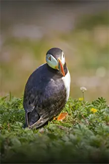 Sea Bird Prints: Atlantic Puffin (Fratercula arctica) Shetland Islands, Scotland, United Kingdom