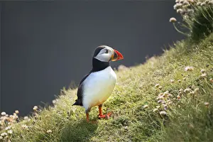 Sea Bird Prints: Atlantic Puffin (Fratercula arctica) Shetland Islands, Scotland, United Kingdom
