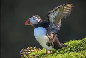 Sea Bird Prints: Atlantic Puffin (Fratercula arctica) Shetland Islands, Scotland, United Kingdom