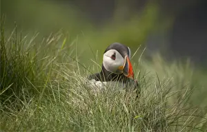 Sea Bird Prints: Atlantic Puffin (Fratercula arctica) Shetland Islands, Scotland, United Kingdom