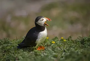 Atlantic Puffin (Fratercula arctica) Shetland Islands, Scotland