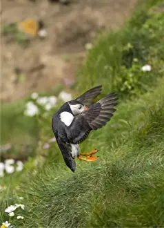 Sea Bird Prints: Atlantic Puffin (Fratercula arctica) Shetland Islands, Scotland, United Kingdom