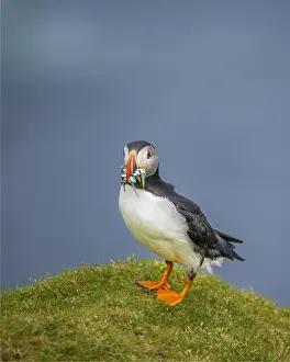 Sea Bird Prints: Atlantic Puffin (Fratercula arctica) Shetland Islands, Scotland, United Kingdom