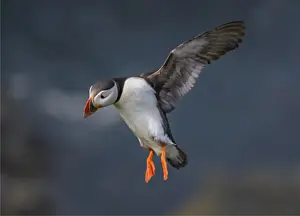 Sea Bird Prints: Atlantic Puffin (Fratercula arctica) Shetland Islands, Scotland, United Kingdom