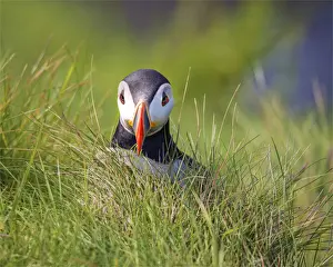 Atlantic Puffin (Fratercula arctica) Shetland Islands, Scotland, United Kingdom