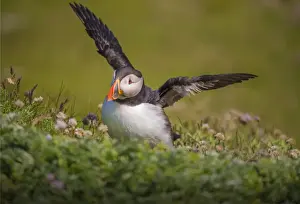 Sea Bird Prints: Atlantic Puffin (Fratercula arctica) Shetland Islands, Scotland, United Kingdom