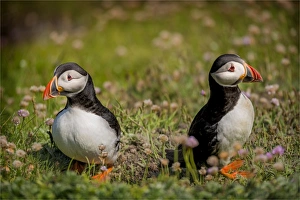 Atlantic Puffins (Fratercula arctica) Shetland Islands, Scotland, United Kingdom Atlantic Puffins (Fratercula arctica) Shetland Islands, Scotland, United Kingdom