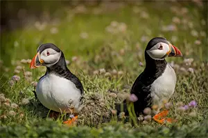 Atlantic Puffins (Fratercula arctica) Shetland Islands, Scotland, United Kingdom