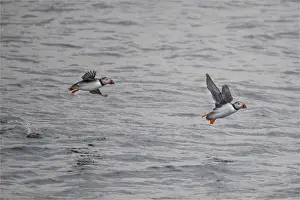 Sea Bird Prints: Atlantic Puffins (Fratercula arctica) Shetland Islands, Scotland, United Kingdom
