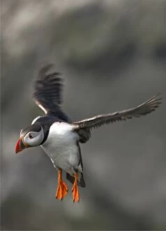 Images Dated 12th July 2015: Atlantic puffins, Shetland Islands Scotland