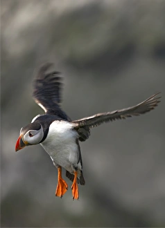 Southern lightscapes australia/atlantic puffins shetland islands scotland Southern lightscapes australia/atlantic puffins shetland islands scotland
