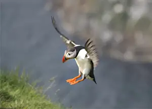 North Sea Prints: Atlantic puffins, Shetland Islands Scotland