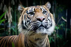 Curiosity Prints: Attentive Sumatran Tiger