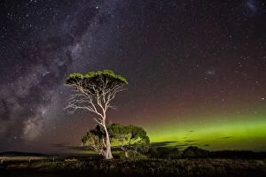 Images Dated 30th April 2014: Aurora Australis or Southern Lights and the Milky Way behind gum trees