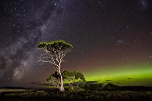 Aurora Australis or Southern Lights and the Milky Way behind gum trees