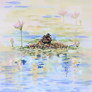 Art Prints: Australasian Grebe Water Bird Nesting in Lily Pond Watercolor Painting