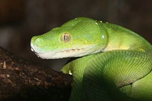 Snakes Collection: Australasian green tree python