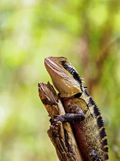 Lizards Collection: Australia, Blue Mountains, Water dragon (Intellagama lesueurii) perching on branch