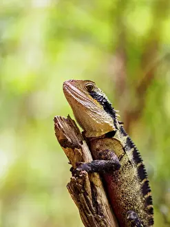One Animal Prints: Australia, Blue Mountains, Water dragon (Intellagama lesueurii) perching on branch