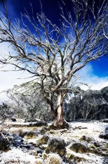 Images Dated 13th July 2014: Australia, Dinner Plain, snow covered field with bare Mountain Snow Gum tree