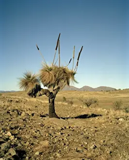 Australia, Flinders Ranges, Blackboy( Xanthorrhoea preissii) on desert