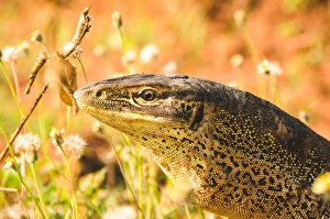 <b class=qtipBold><figcaption>Australia Goanna</figcaption></b><br>Goanna monitor lizards in the Kimberley, Western Australia Australia Goanna