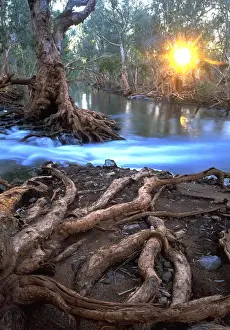 Australia, Great Sandy Desert, Paperbark trees along river