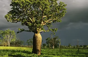 Australia, Kimberley Plain, baobab tree (Adansonia gregorii)