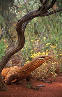 Lizards Collection: Australia, Little Sandy Desert, Goulds monitor lizard, side view
