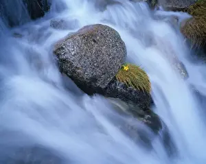 Ted Mead Landscape, Nature And Wildlife Photography Prints: Australia, New South Wales, alpine buttercup and rocks in stream