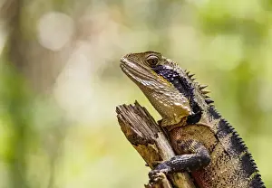 Perching Prints: Australia, New South Wales, Blackheath