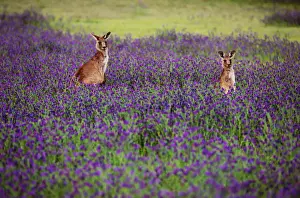 Australia, New South Wales, Kangaroos in Warrumbungle National Park