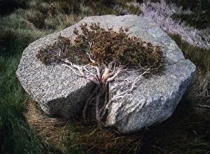Images Dated 23rd April 2007: Australia, New South Wales, Kosciuszko National Park, prostrate bush