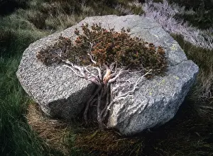 Ted Mead Landscape, Nature And Wildlife Photography Prints: Australia, New South Wales, Kosciuszko National Park, prostrate bush