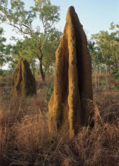 Images Dated 24th January 2007: Australia, Northern Territory, termite mounds near Roper River